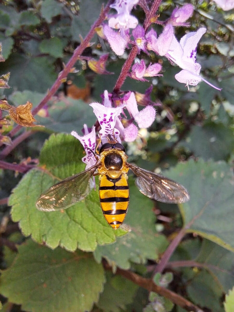 Pollinator Bee