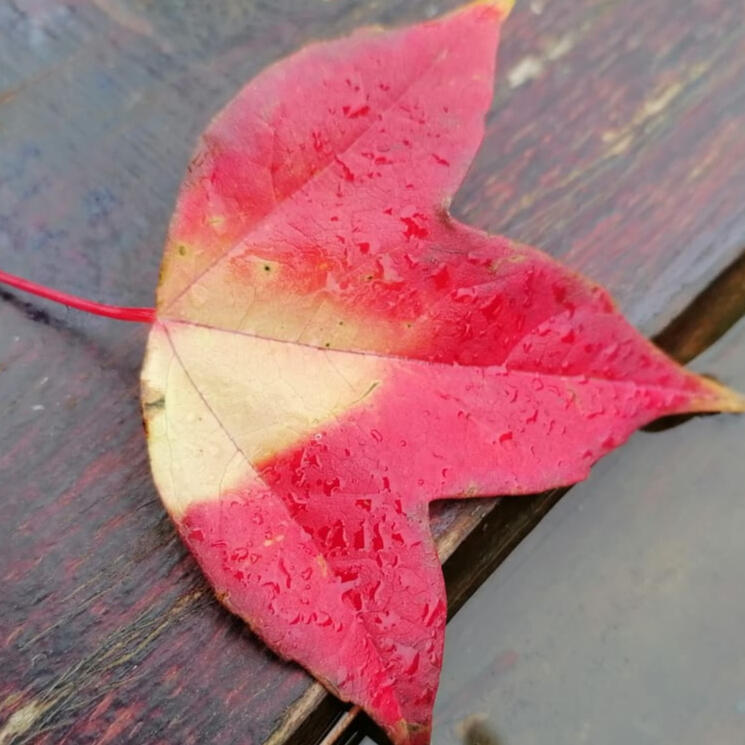 Autumn Leaf 2