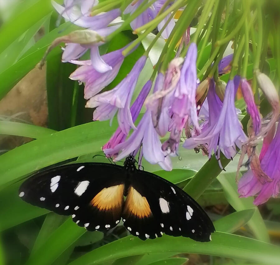 Pollinator Butterfly