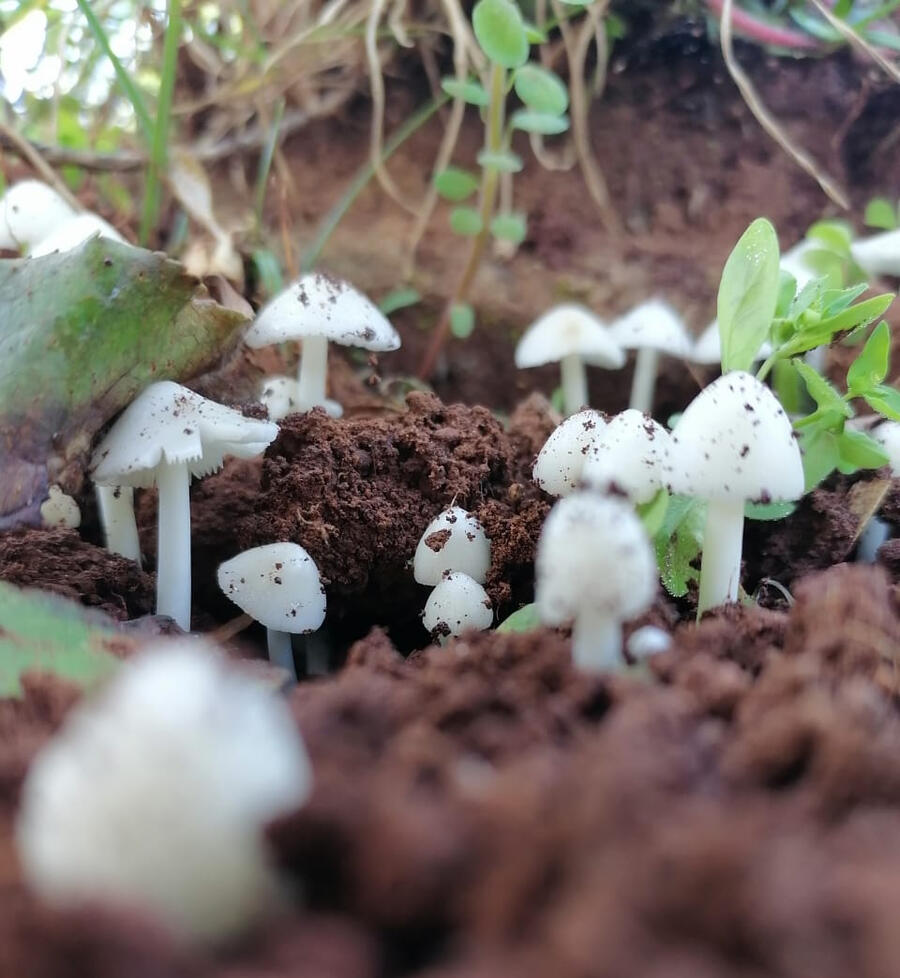 Mushroom Village
