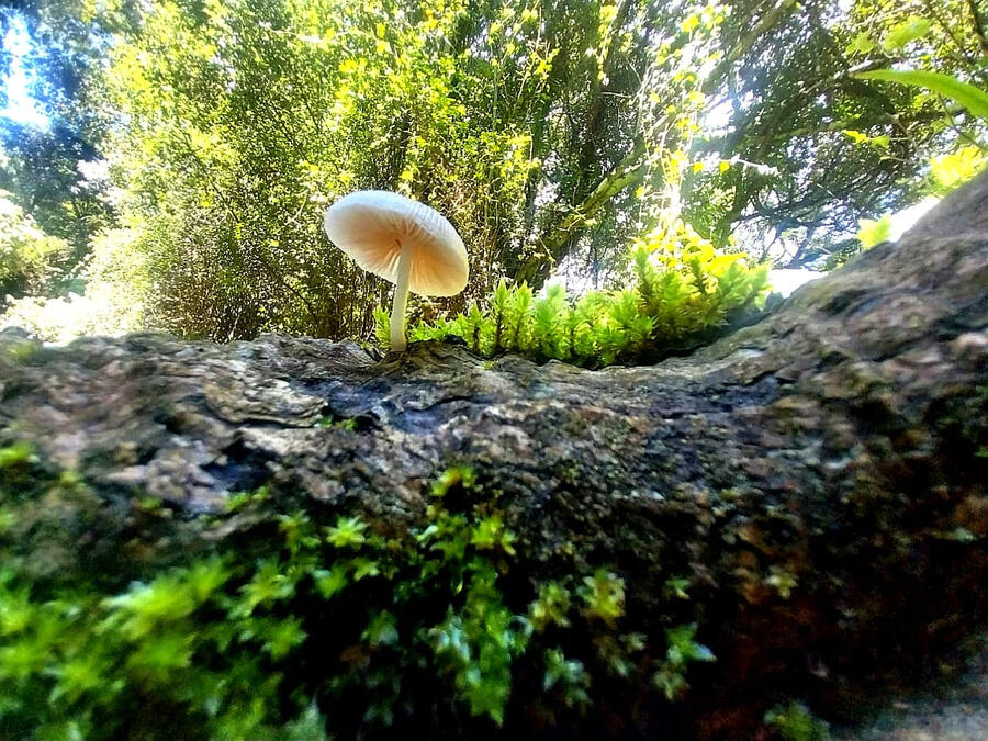Solitary Mushroom